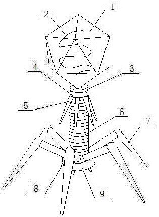 噬菌体结构图手绘图片