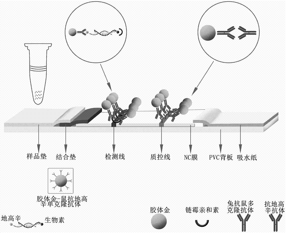 胶体金检测原理图片