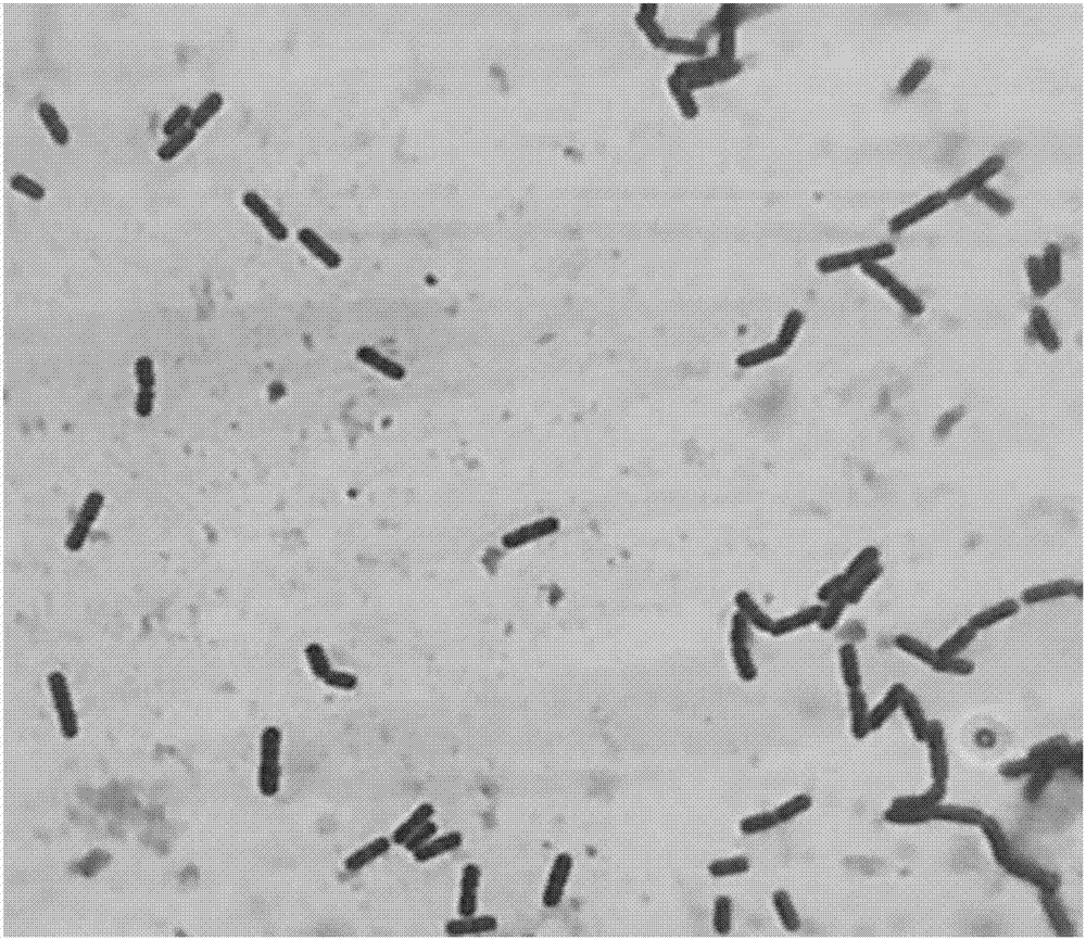 背景技術::解澱粉芽孢桿菌(bacillusamyloliquefaciens)是一種革蘭氏