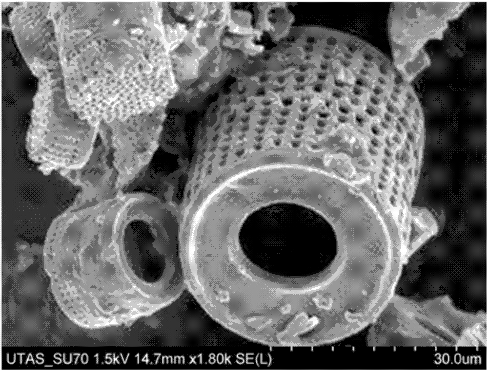 硅藻土微观结构图片