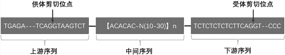 人工环状RNA的通用表达框架及其应用的制作方法