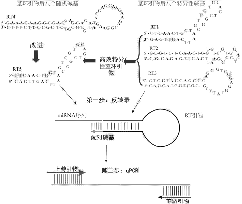 茎环结构与发夹结构图片