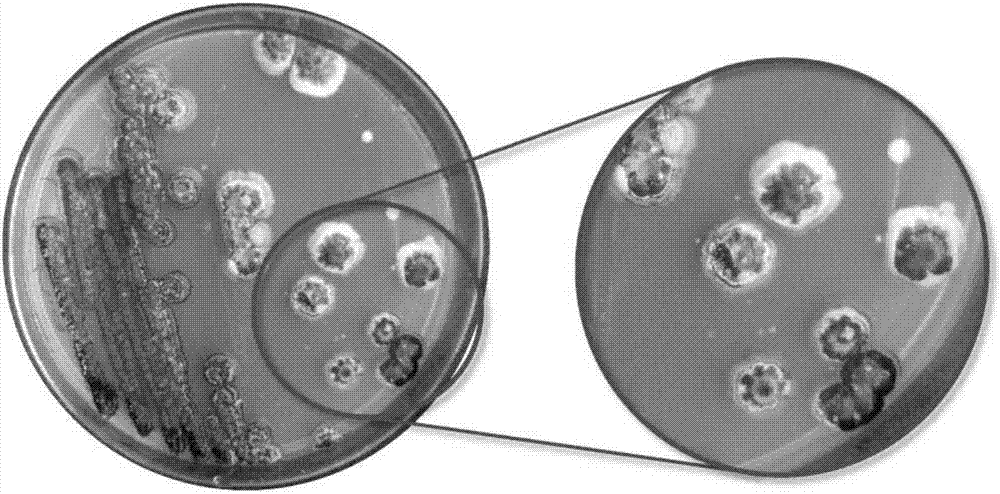 细黄链霉菌结构图图片