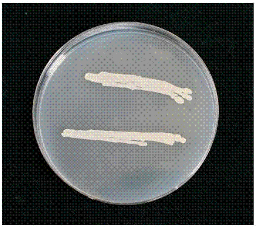 一種防治花生病害的複合生防菌劑的製備方法及應用與流程