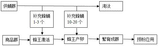商品化熊蜂快速繁育技术的制作方法
