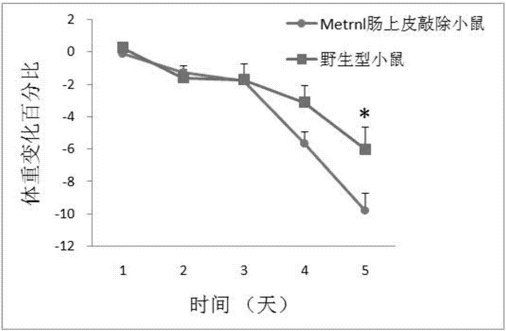 Metrnl在防治溃疡性结肠炎中的应用的制作方法