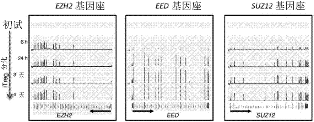 EZH2抑制剂和调节性T细胞功能的调制的制作方法