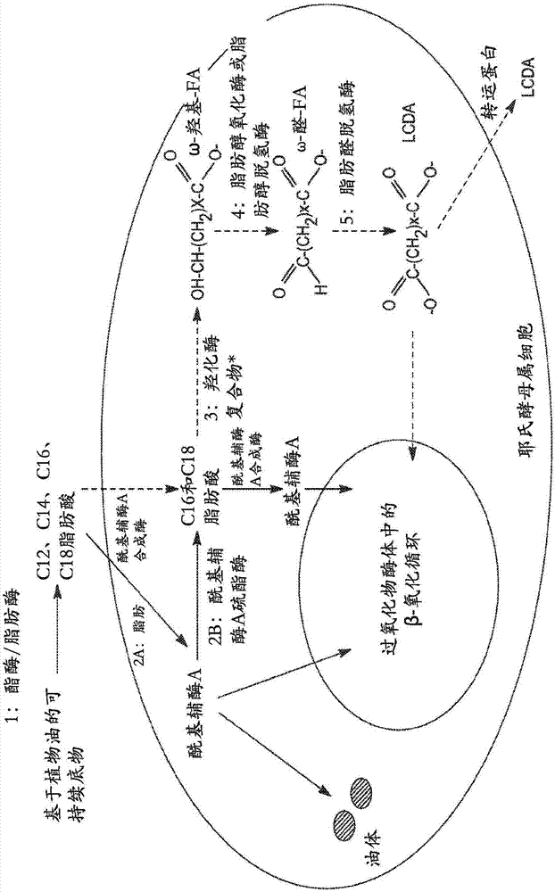 用微生物高水平生产长链二羧酸的制作方法