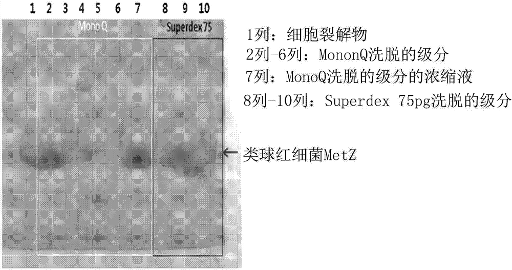 O-乙酰高丝氨酸硫化氢解酶变体以及使用其产生L-甲硫氨酸的方法与流程