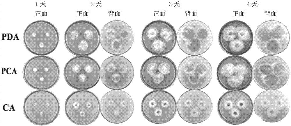 链格孢菌形态结构图图片