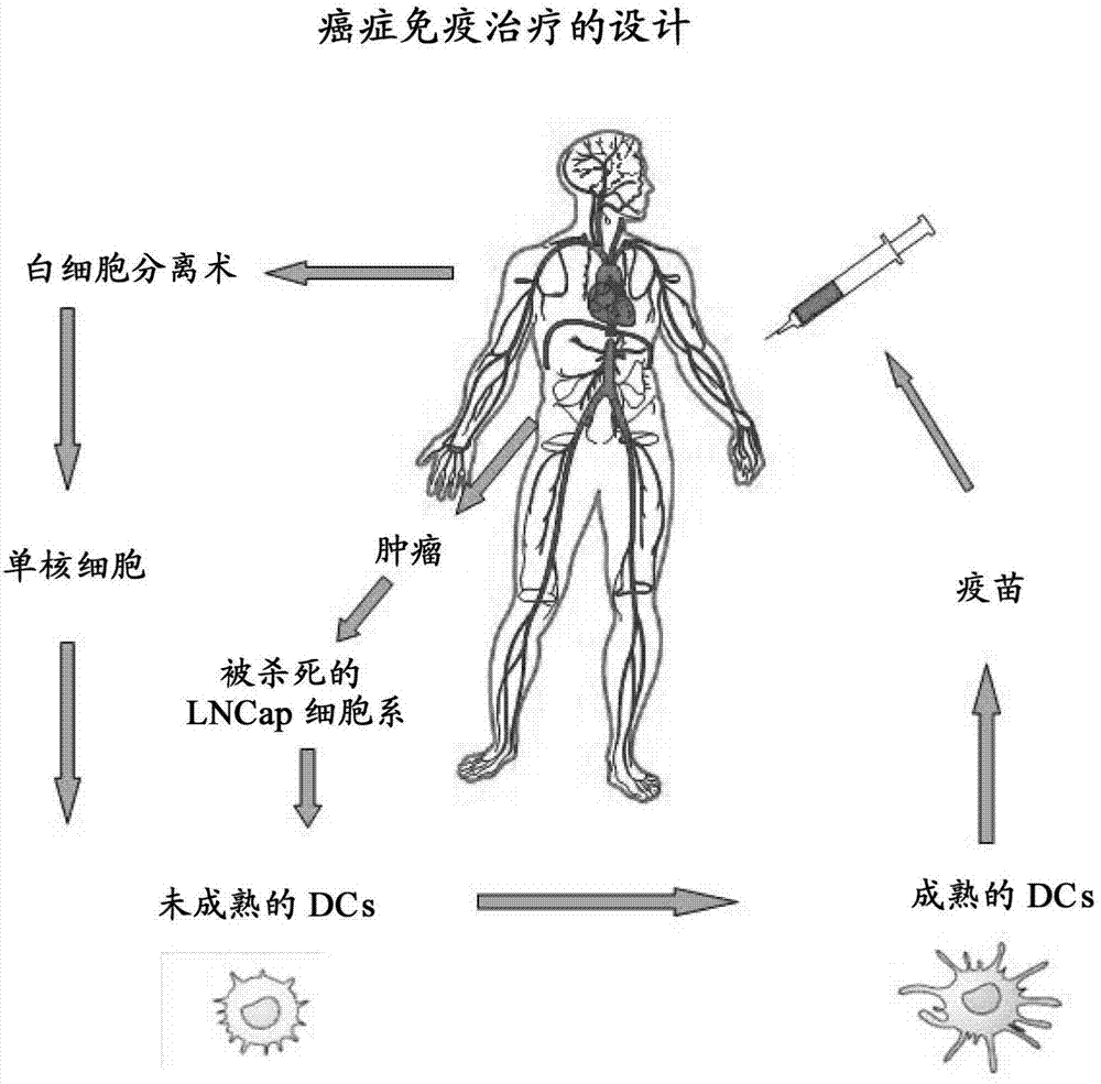 使用樹突細胞和由高靜水壓力殺死的腫瘤細胞對癌症進行主動細胞免疫