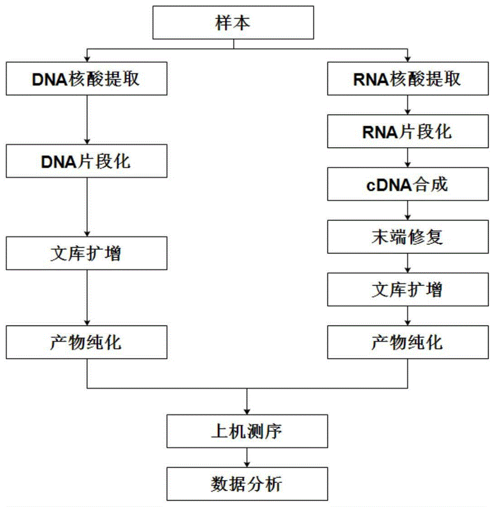 一种利用宏基因组或宏转录组检测微生物的分析方法与流程