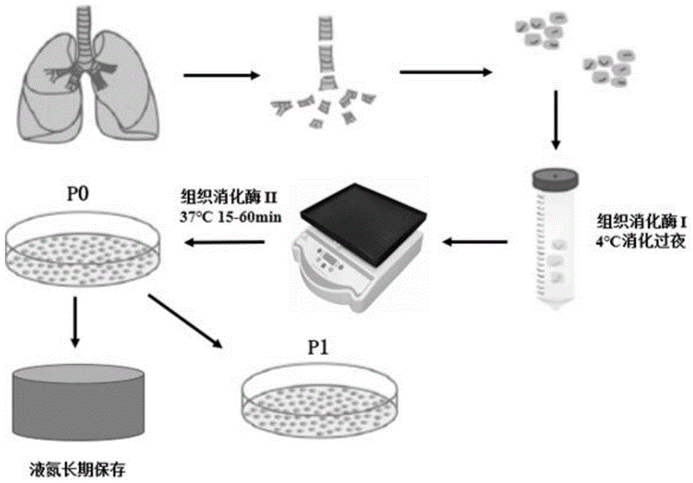 生物學技術領域:,具體涉及一種人原代支氣管上皮細胞的分離培養方法