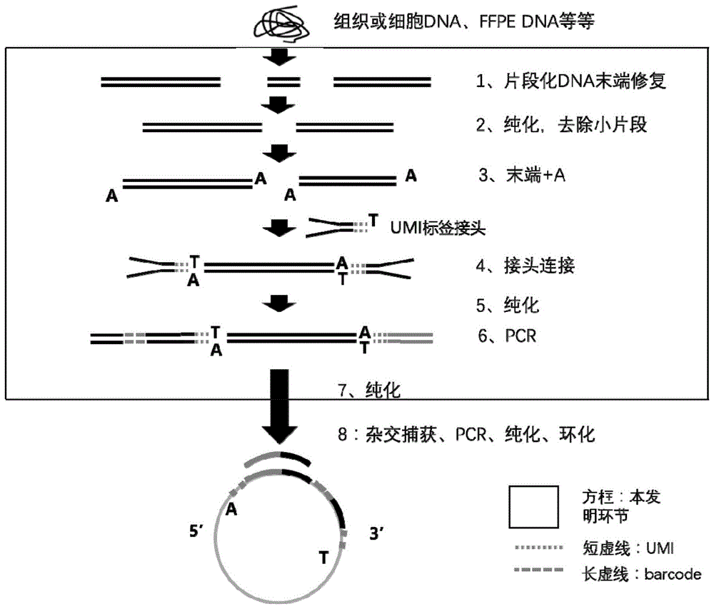 基因文庫的構建方法待測核酸樣本基因突變的檢測方法及試劑盒與流程