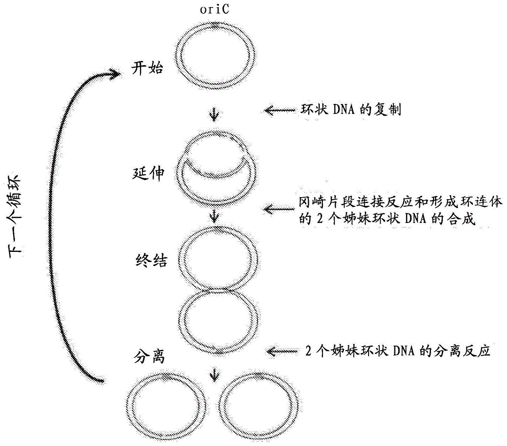 环状双链dna复制图解图片