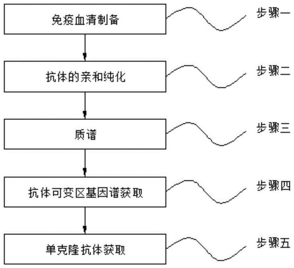 抗体制备的一般流程图图片