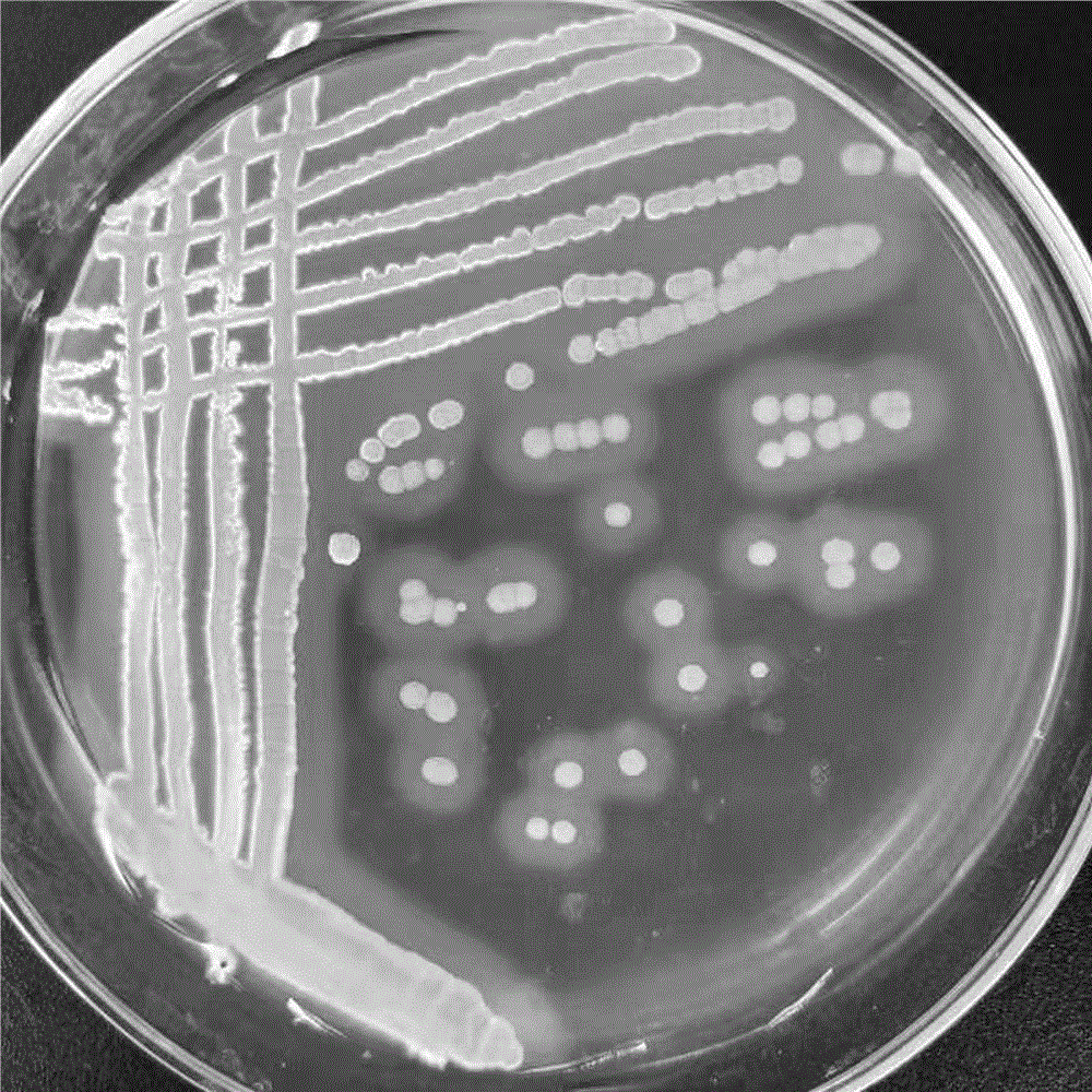 灰霉病菌孢子图片图片