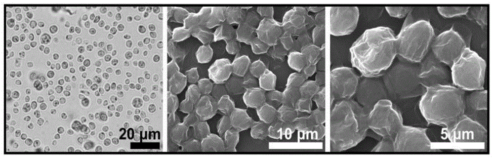本发明属于微纳米材料及环境领域,具体涉及一种聚多巴胺包覆的小球藻