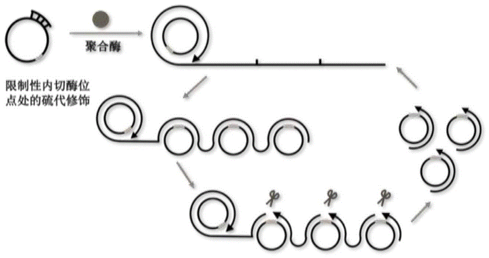 一种限制性内切酶介导的引物自生成滚环扩增方法与流程