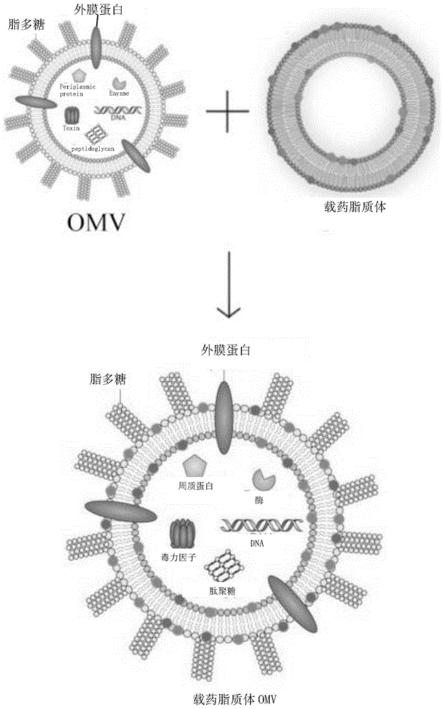 一种载药细菌外膜囊泡及其制备方法和应用与流程 