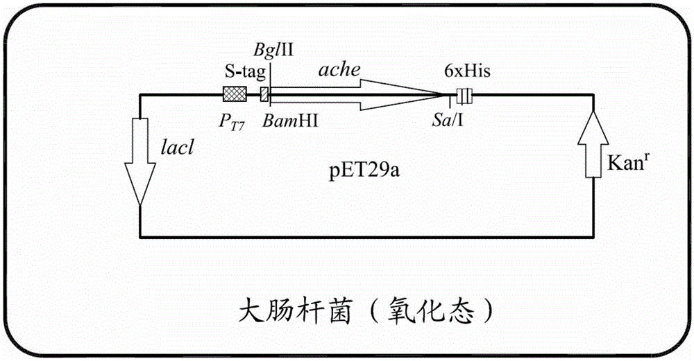 核酸重組質粒轉化株乙酰膽鹼酯酶及其製備方法與流程