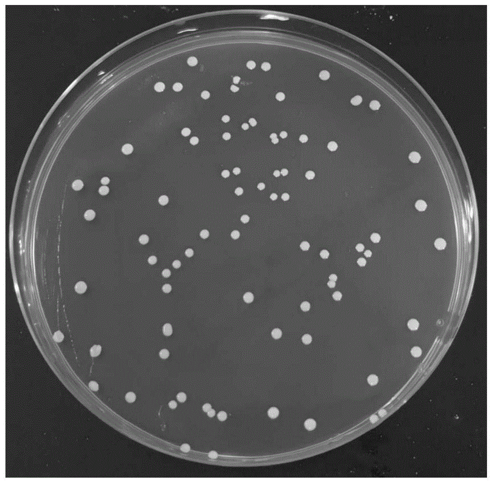 植物乳杆菌p9图片
