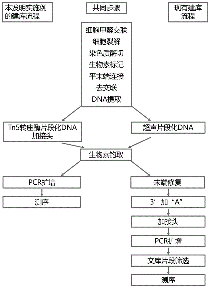 构建dna文库的方法及其应用与流程