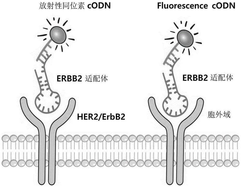 配體並將其與表達人表皮生長因子受體2(her2)的細胞繫結合而獲得圖像