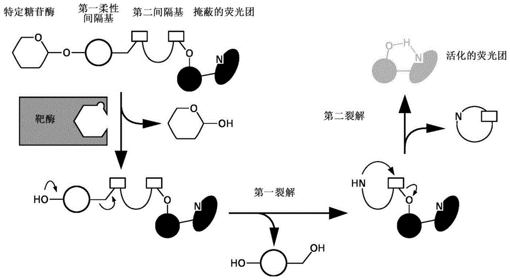 糖苷酶的荧光底物及其相关检测方法与流程