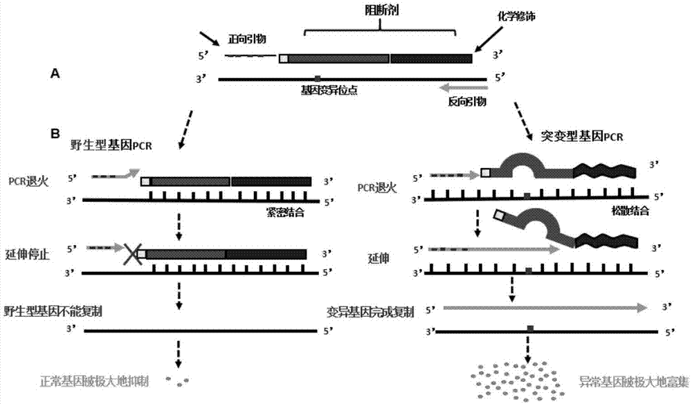 一种人类egfr基因微量突变富集预处理的引物方法及试剂盒与流程