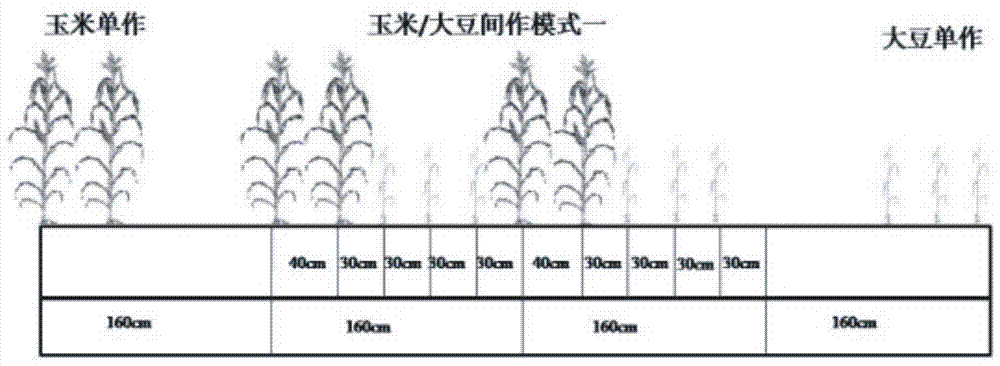 筛选提高玉米/大豆间作体系氮效率玉米基因型的方法与流程