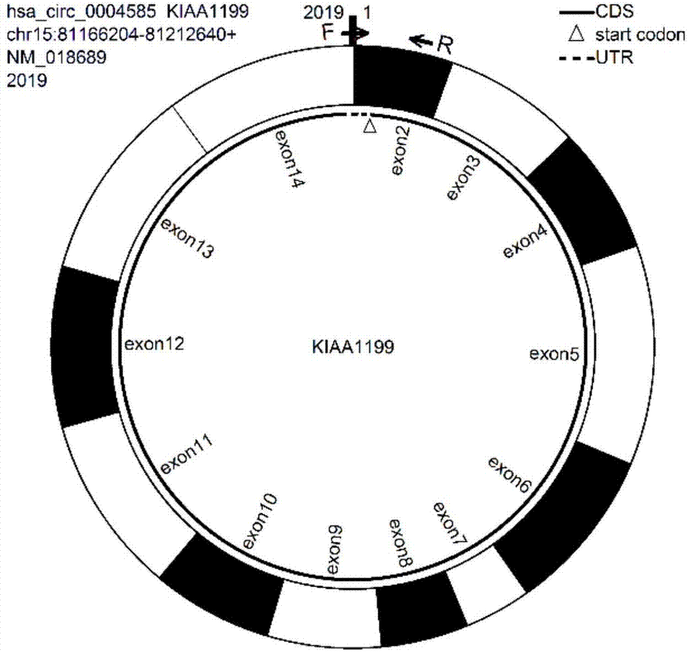 一種環狀rna hsa_circkiaa1199_006及其特異性擴增引物和應用的製作