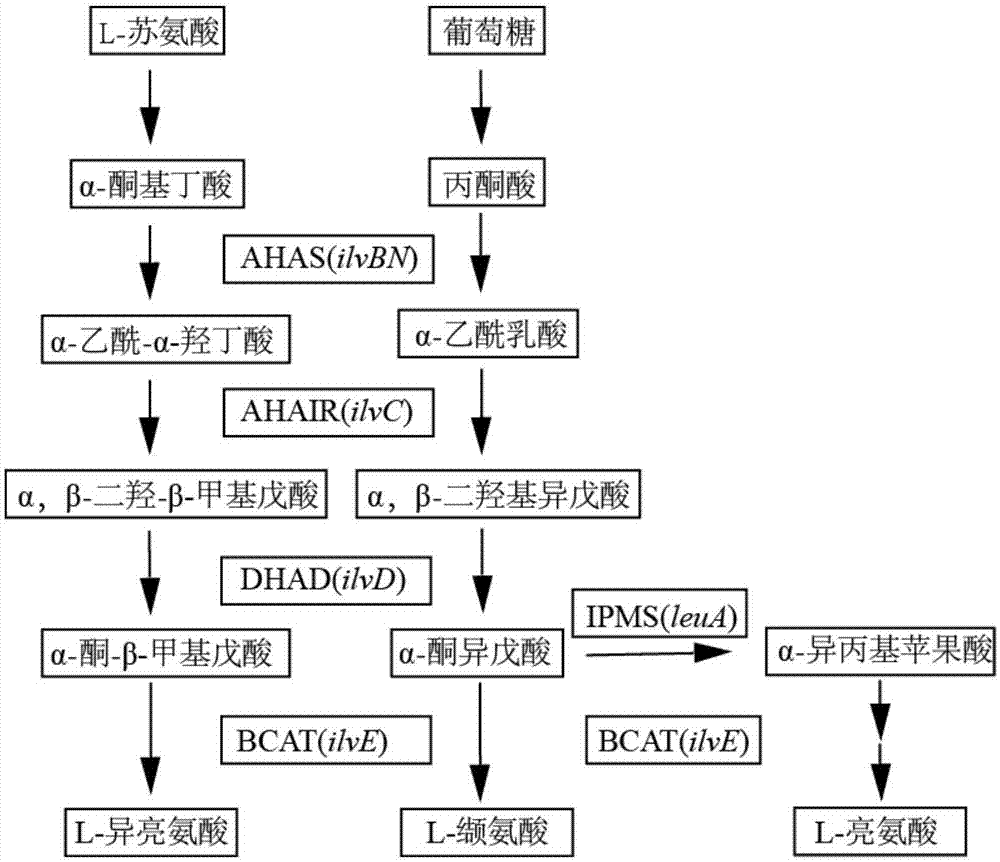 支链氨基酸结构图片