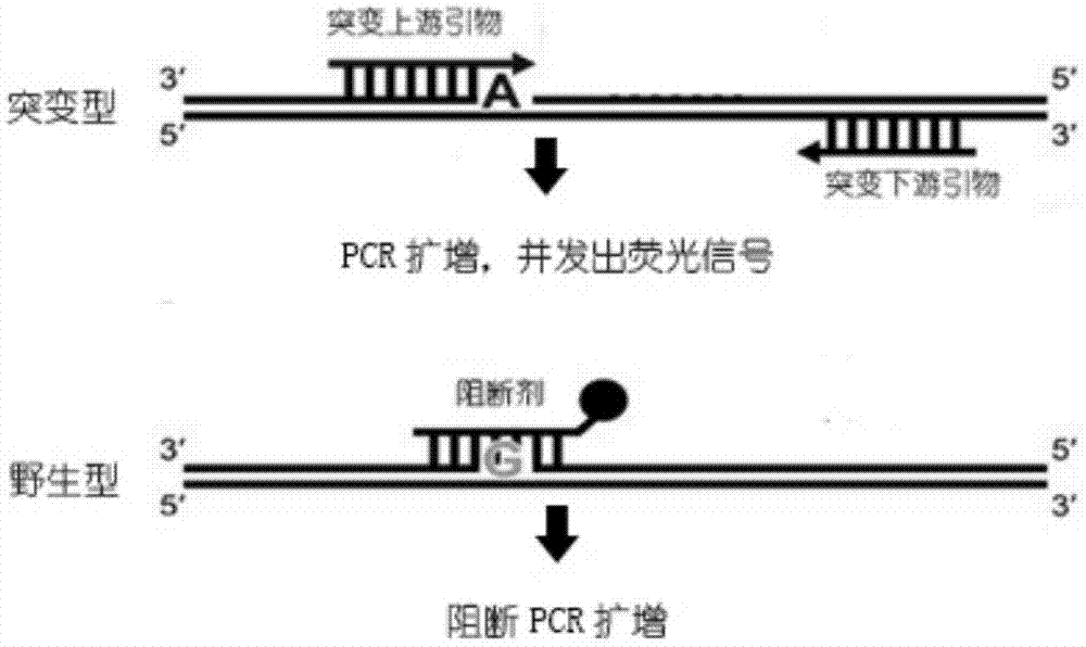 用于检测人类pik3ca基因e545k突变的引物检测方法及试剂盒与流程