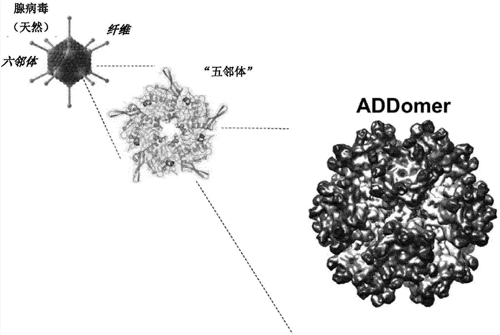 腺病毒外殼蛋白衍生遞送載體的製作方法