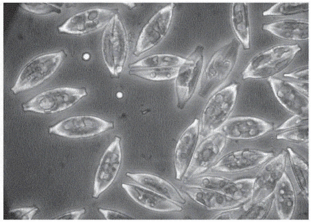 羽纹硅藻结构图手绘图片