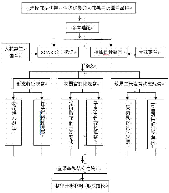 杂交育种 流程图图片