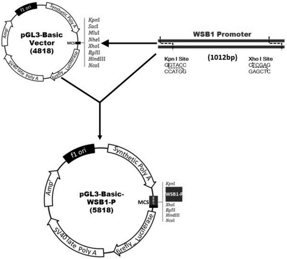 一种含wsb1基因启动子和报告基因的重组质粒及其构建方法和应用与流程