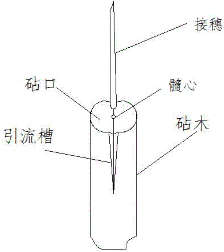 一种大树三斜锯砧接穗留形成层的插皮嫁接方法与流程