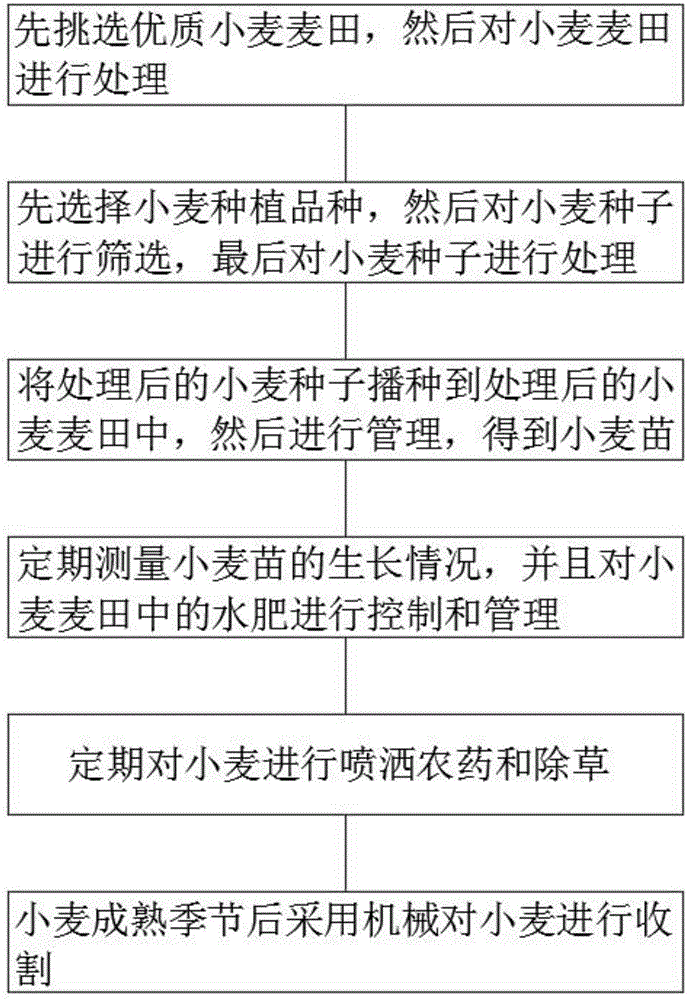 小麦种植过程步骤图图片