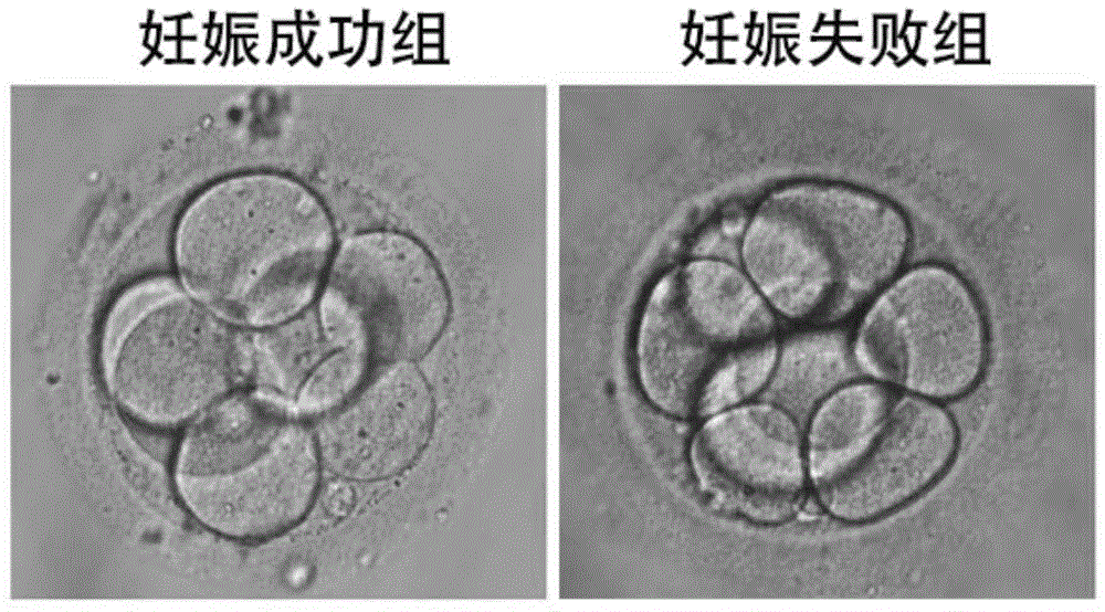 辅助生殖技术对后代智力的影响：超越试管婴儿的技术 (辅助生殖技术是什么意思)