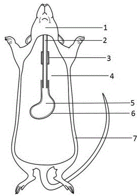 大鼠灌胃技巧示意图图片