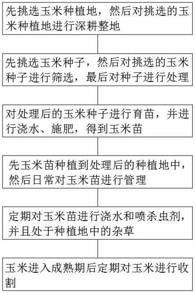 玉米生长过程步骤图图片