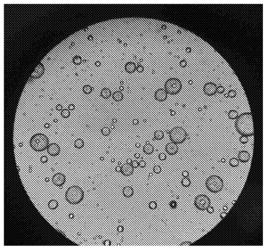微囊的显微镜下形态图图片