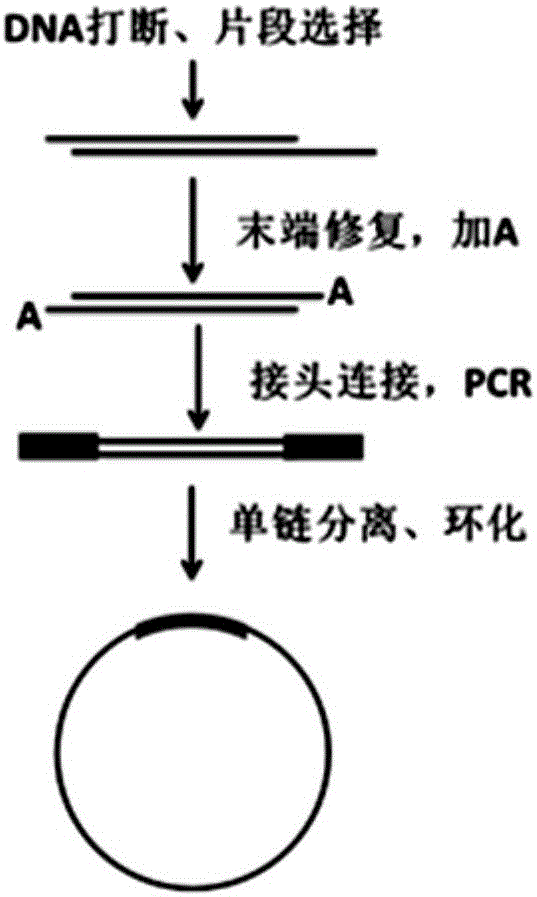 改善文库滚环复制效率均一性的方法文库构建方法及试剂盒与流程