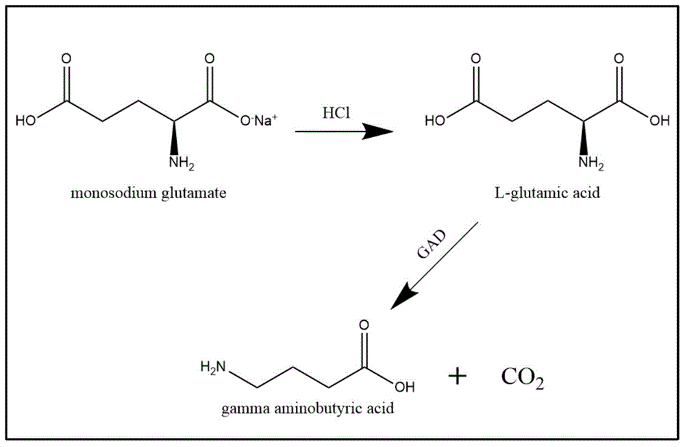 一种γ 氨基丁酸的生物制备方法与流程 