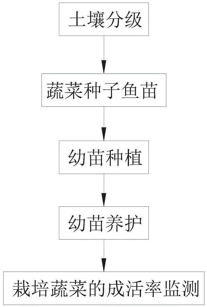 一种分级培养取高存活率的蔬菜种植方法与流程