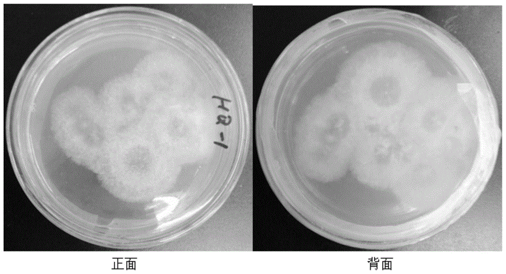 一株黄芪内生球毛壳菌chaetomiumsphq1及其应用的制作方法