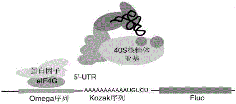 一种核酸构建物及其调控蛋白合成的方法与流程