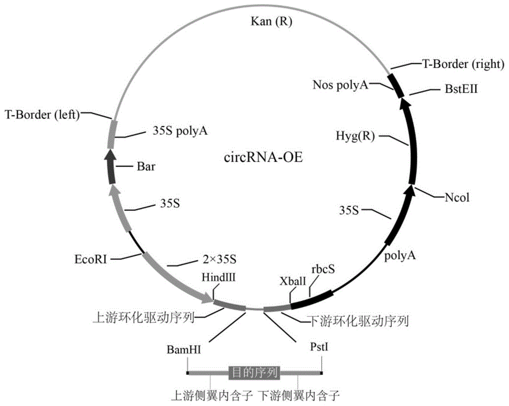 一種植物circrna過表達載體及其構建方法與流程